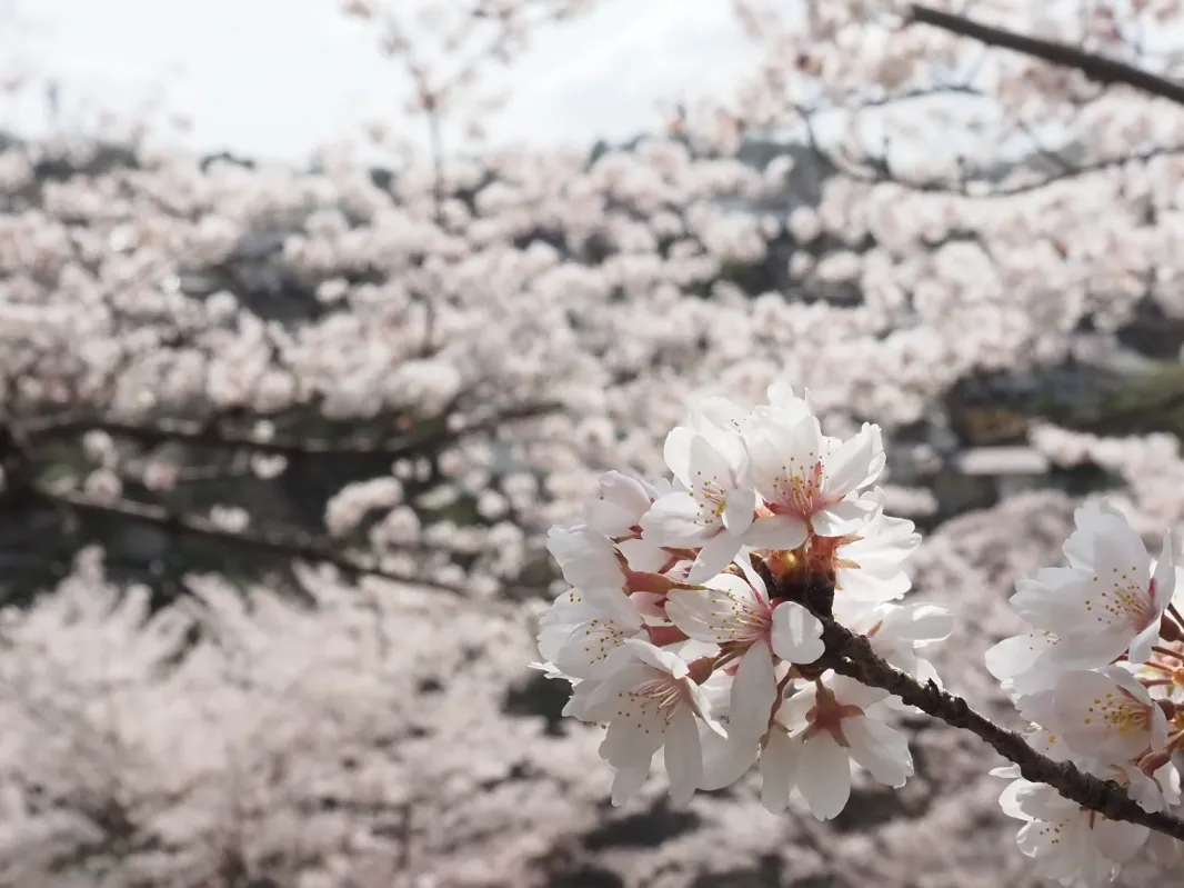 【川西】3/29（日）大学キャンパスで春満開お城桜まつり