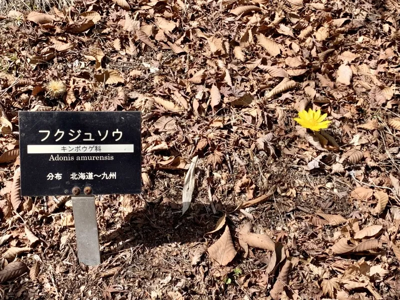 六甲高山植物園　フクジュソウ１