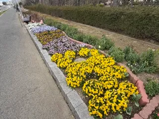 黄色い花の花壇