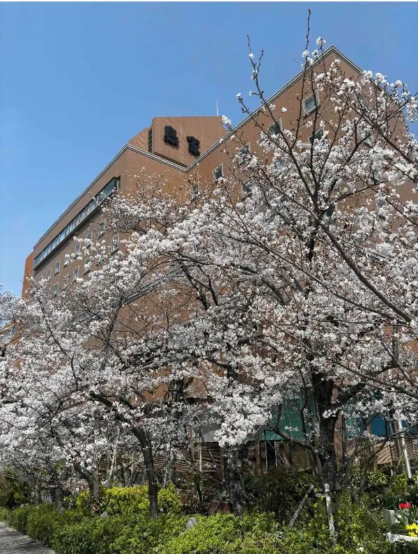 昨年撮影の満開の桜