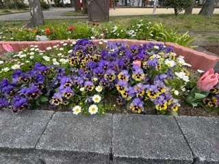 パンジーの花壇