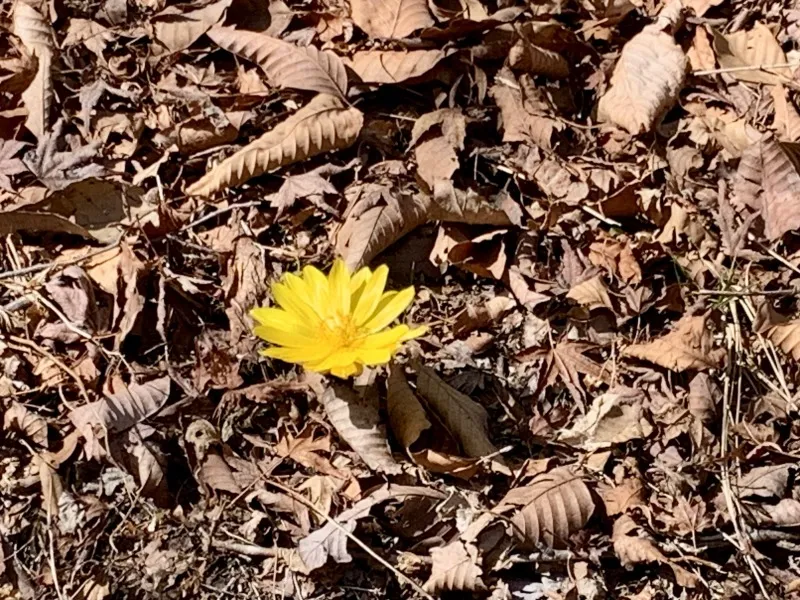 六甲高山植物園　フクジュソウ２