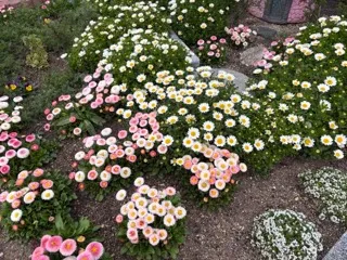 デイジーの花壇