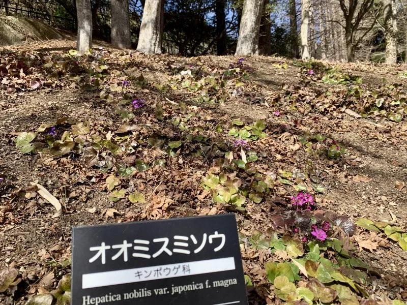 六甲高山植物園　オオスミソウ１
