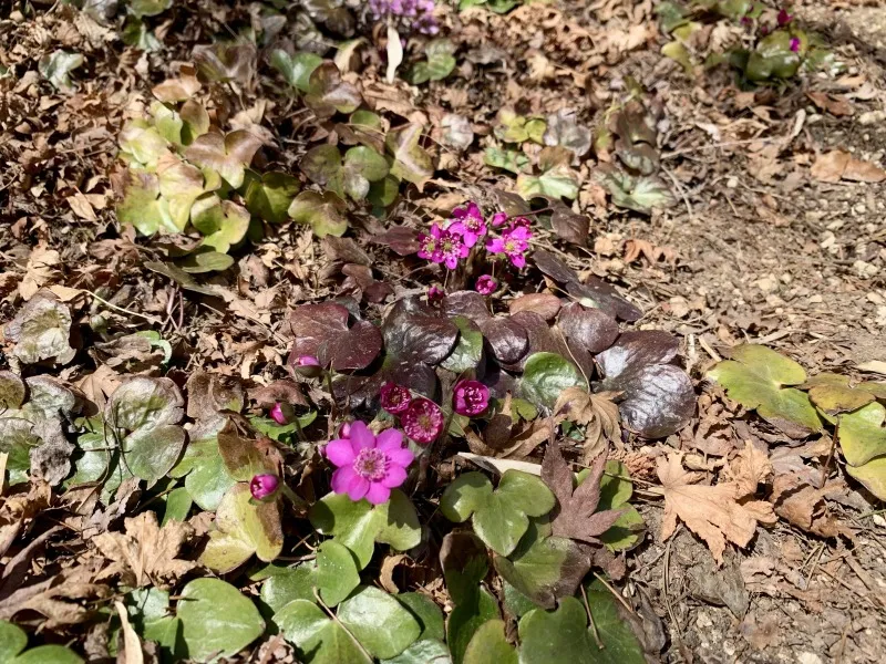 六甲高山植物園　オオスミソウ２
