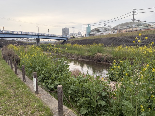 安威川沿いの菜の花