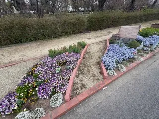 ピンクの花と水色の花の花壇