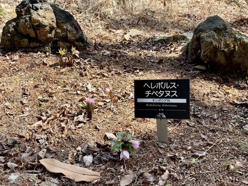 六甲高山植物園　チベタヌス