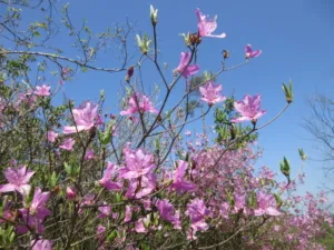 コバノミツバツツジ