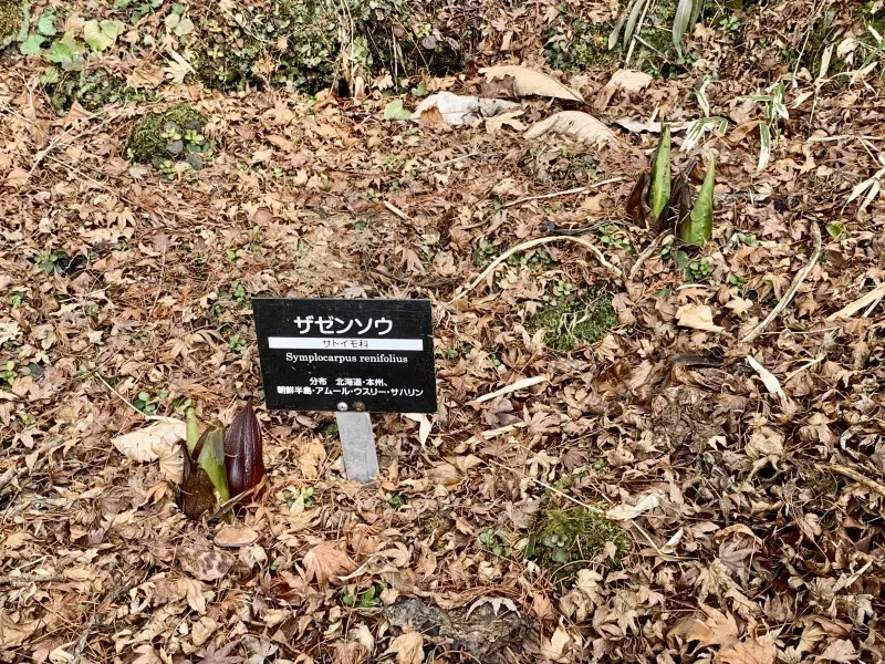 六甲高山植物園　ザゼンソウ