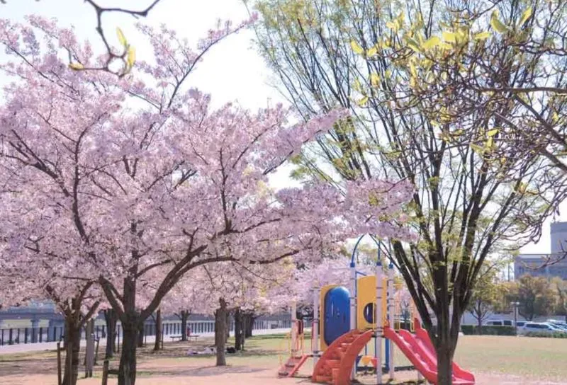 末広中央公園のお花見は極上イタリアンのテイクアウトがおすすめ
