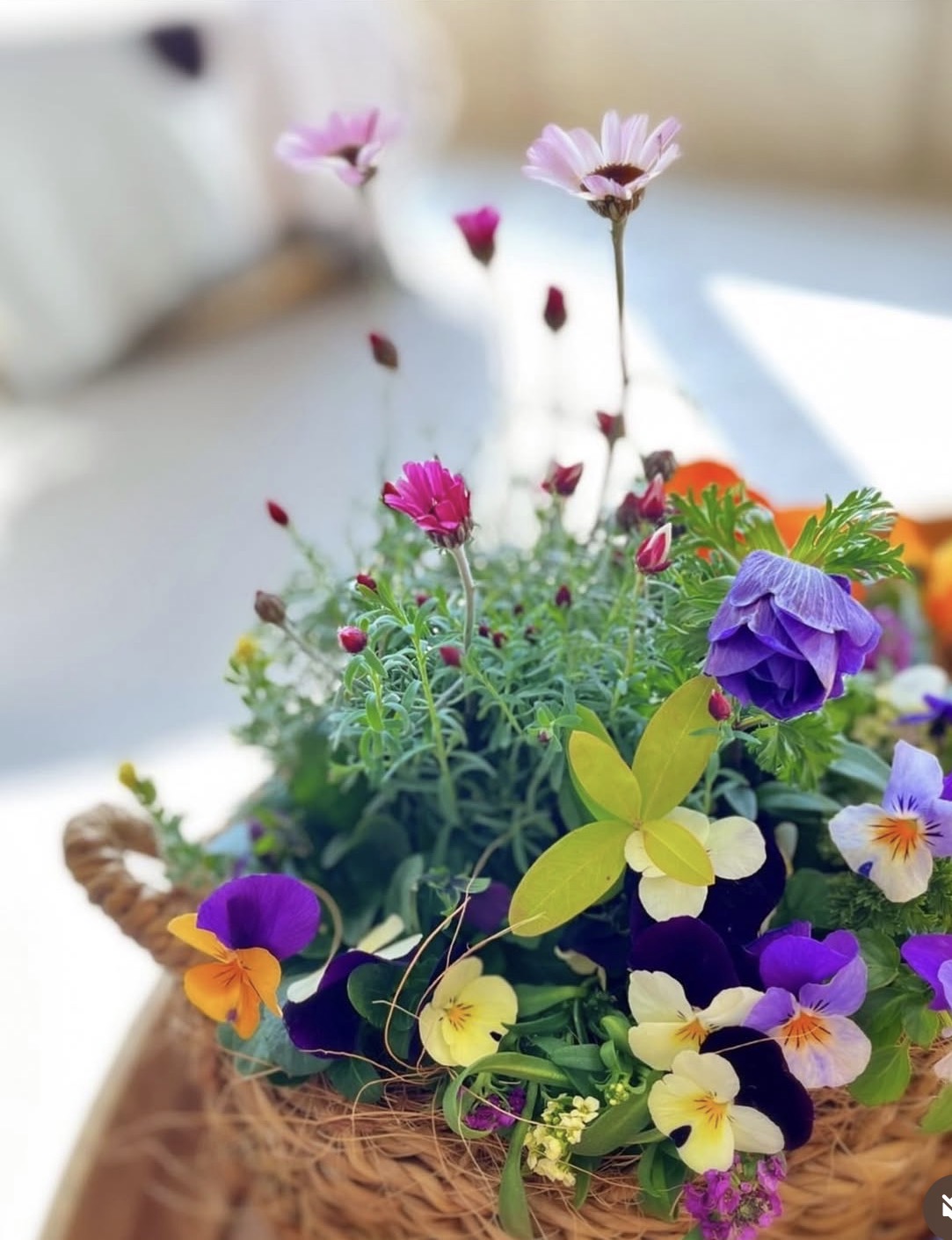 宝塚の園芸の町・山本でお花に囲まれミニマルシェ　3月20・21日