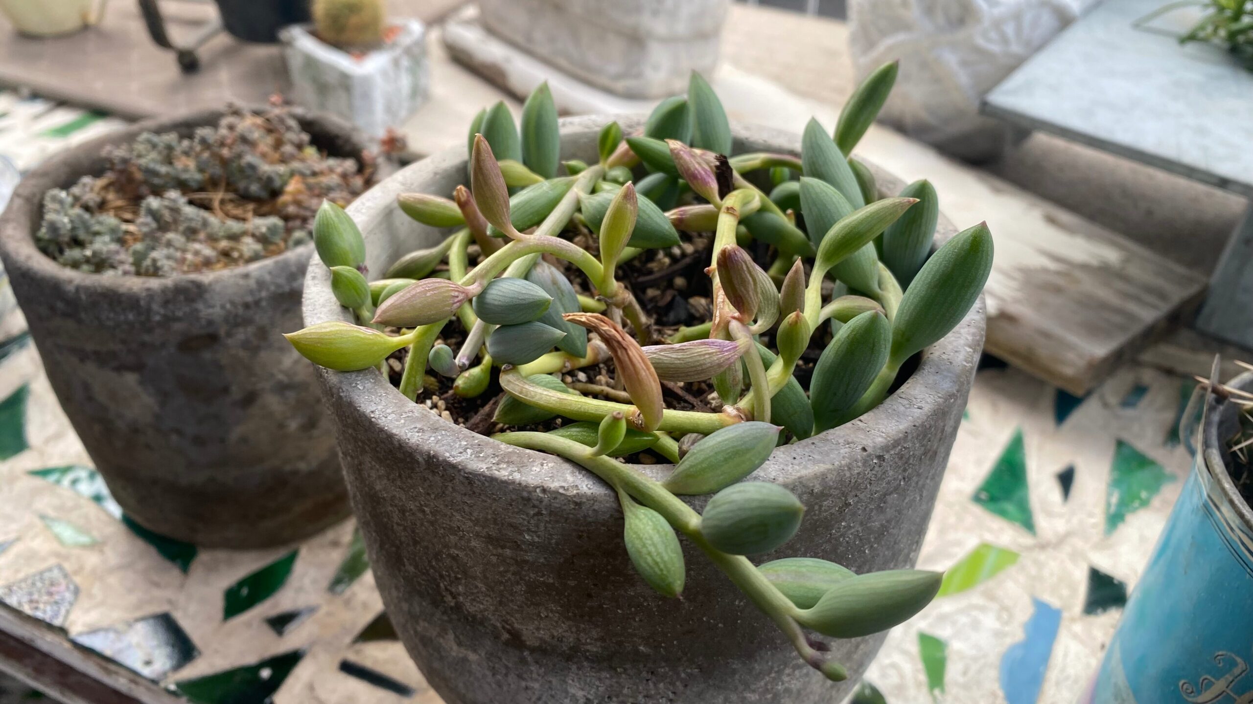 京都・物集女、樫原地域の隠れ家花屋“ASTER”可愛いサボテン！フラワーアレンジ教室も♪