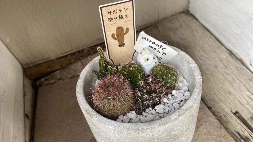 サボテン寄せ植え