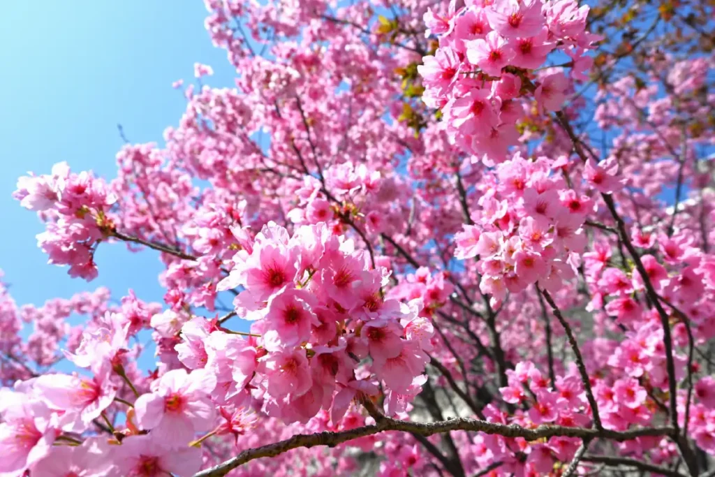 万博記念公園
「SAKURA EXPO 2026」