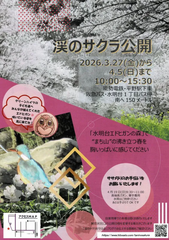 【川西】水明台に咲くエドヒガン桜公開