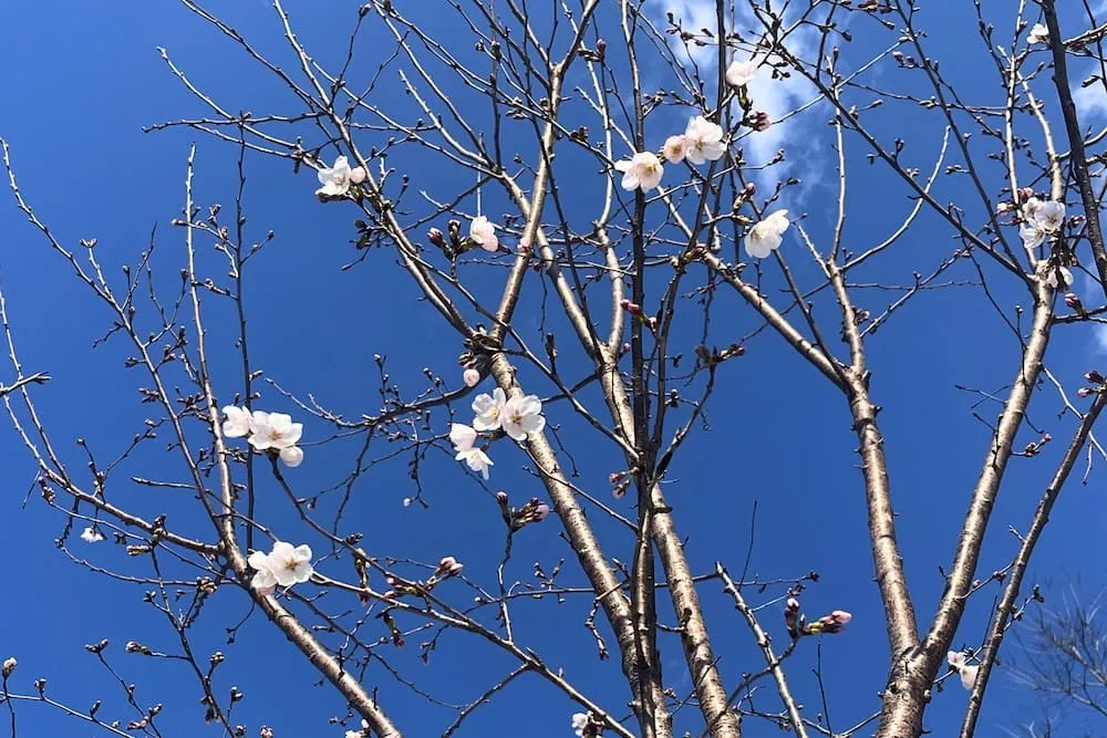 元茨木緑地の桜（2026年3月23日時点）
