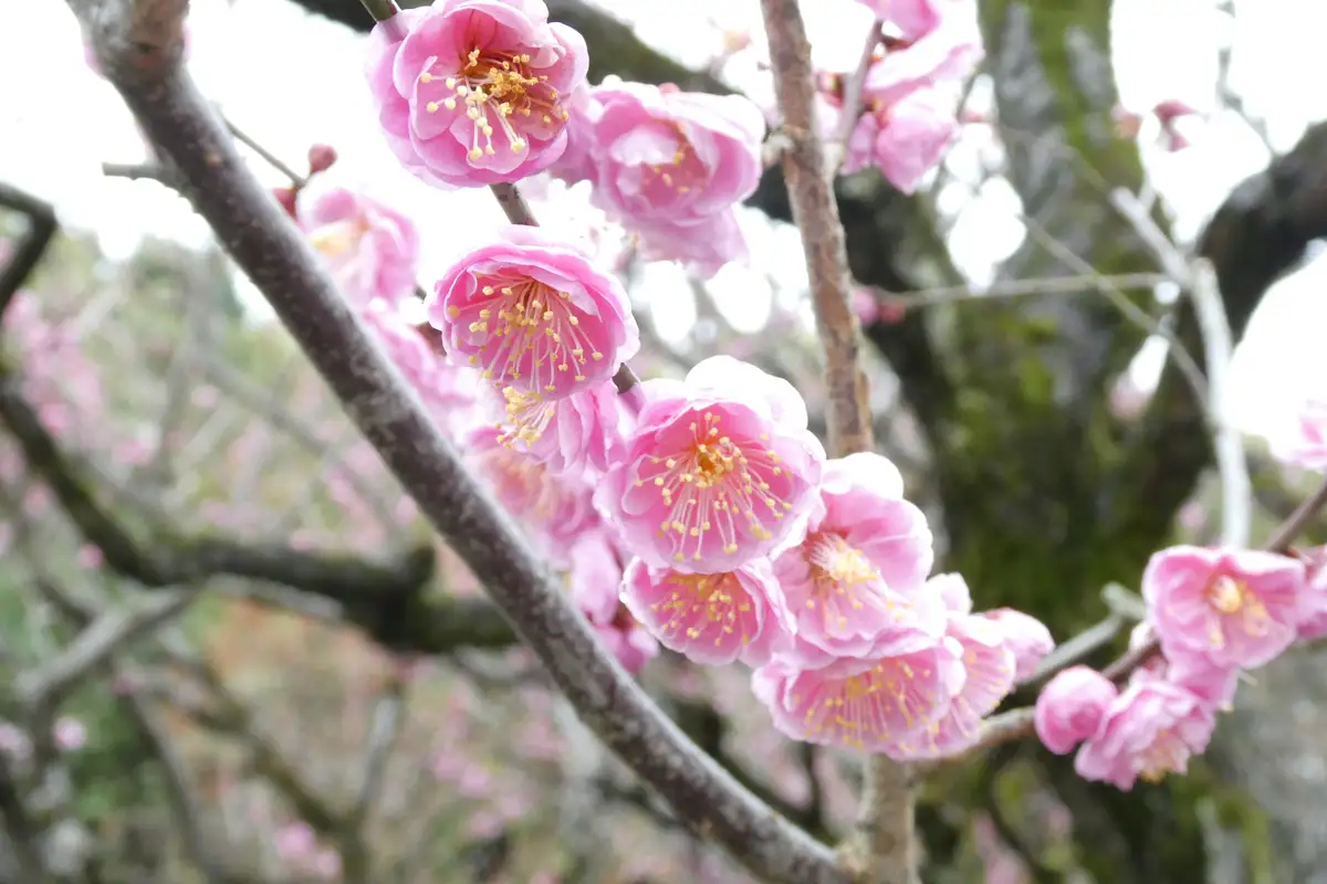 間もなく終了！吹田市「万博記念公園」の「梅まつり2026」