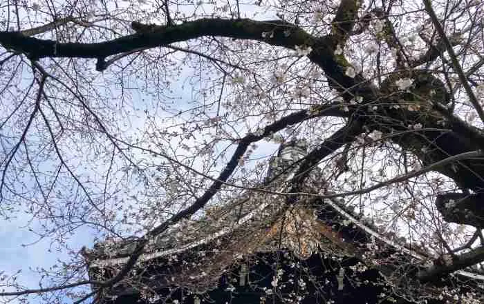 2026年3月26日の仏光寺の桜