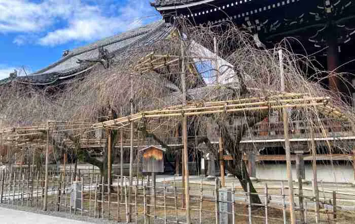 2026年3月26日の仏光寺のしだれ桜