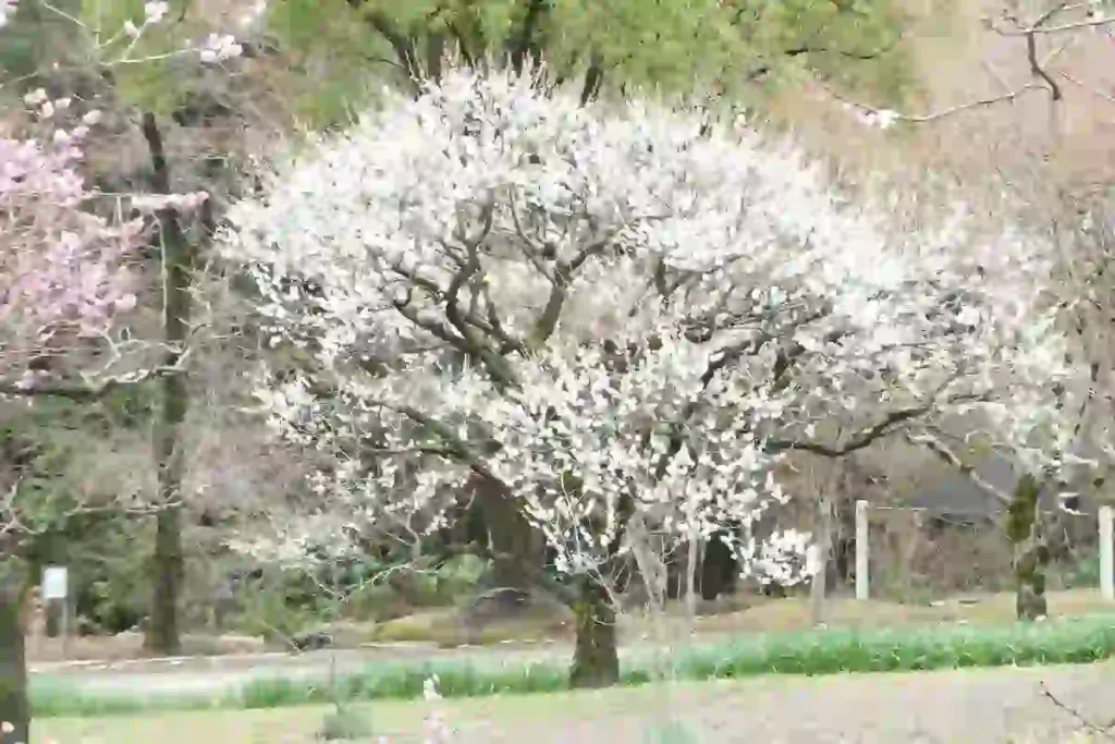 万博記念公園「梅まつり2026」3