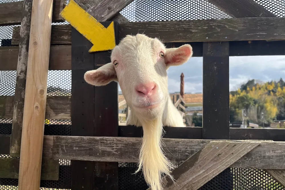 the Farm UNIVERSAL OSAKAのヤギ