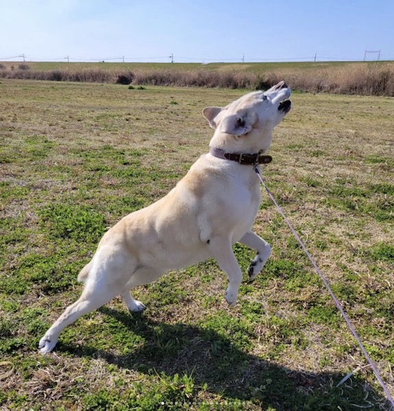 空き地で遊ぶ犬