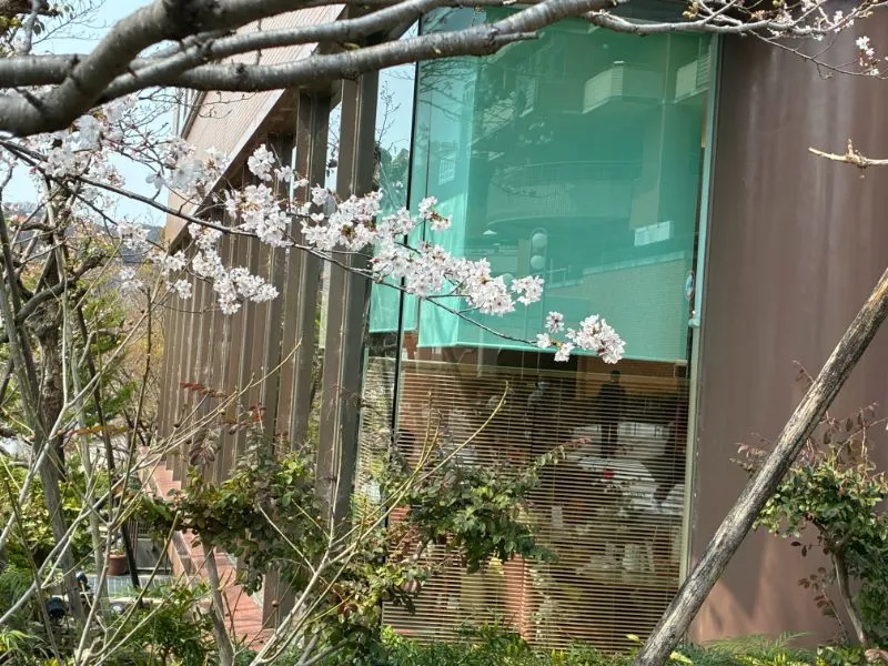 窓の外の桜