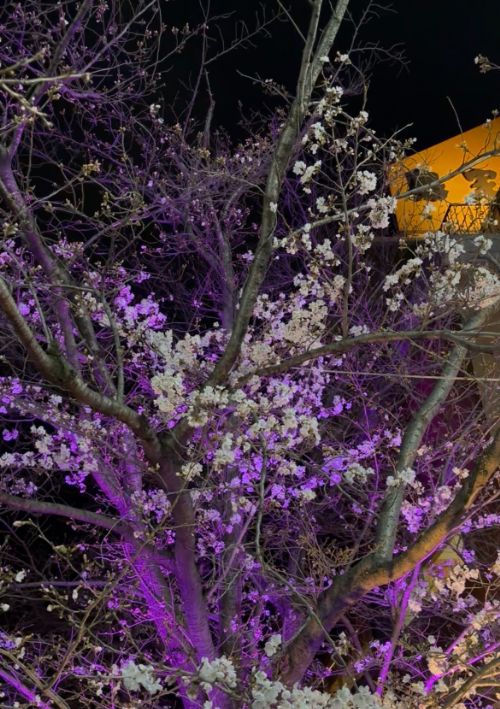 夜ライトアップされた桜
