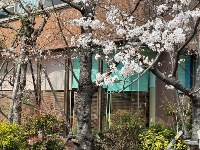 宝塚・花のみち界隈、4月5日頃満開かと。雨天や花冷えもラウンジお花見なら平気！