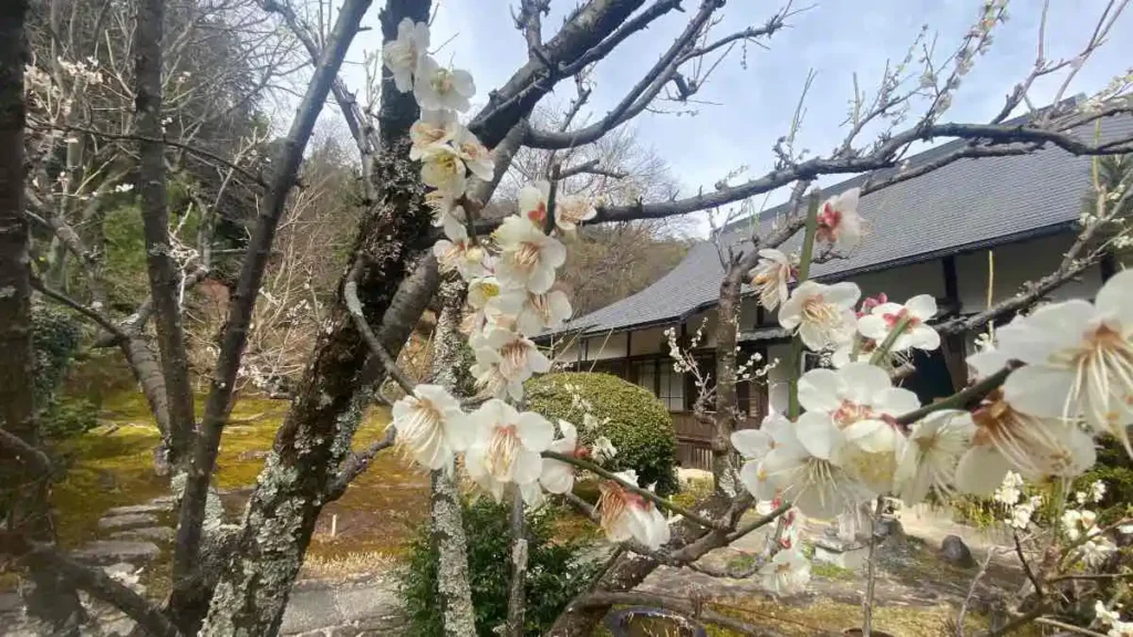 福成寺の花