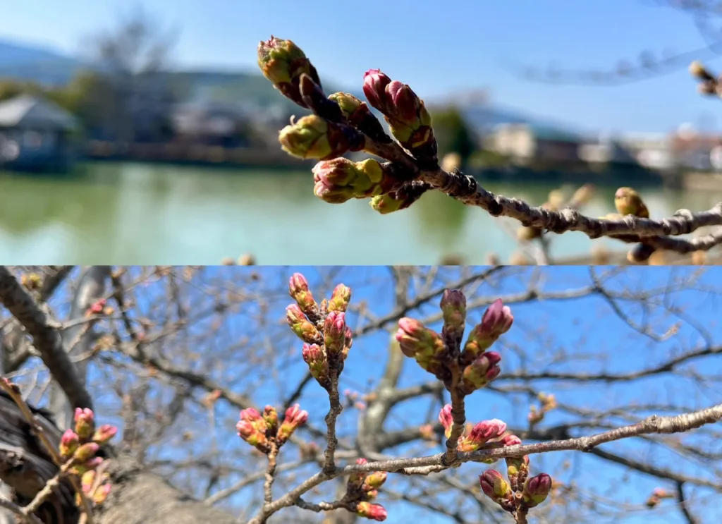 八条ヶ池 桜 202060321