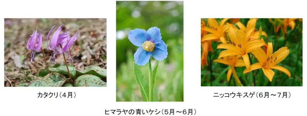 花びより　季節の花