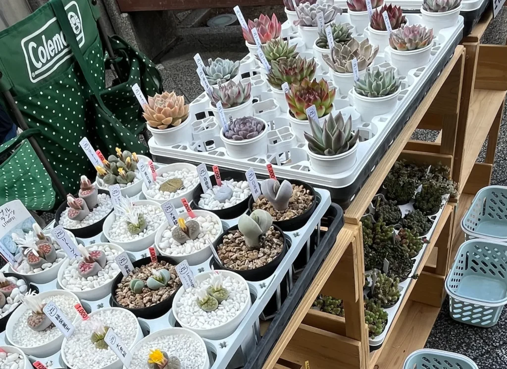 花＊花子＊百貨店2025　多肉植物
