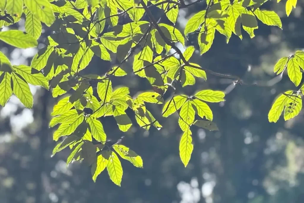 箕面 ハイキング風景 木々