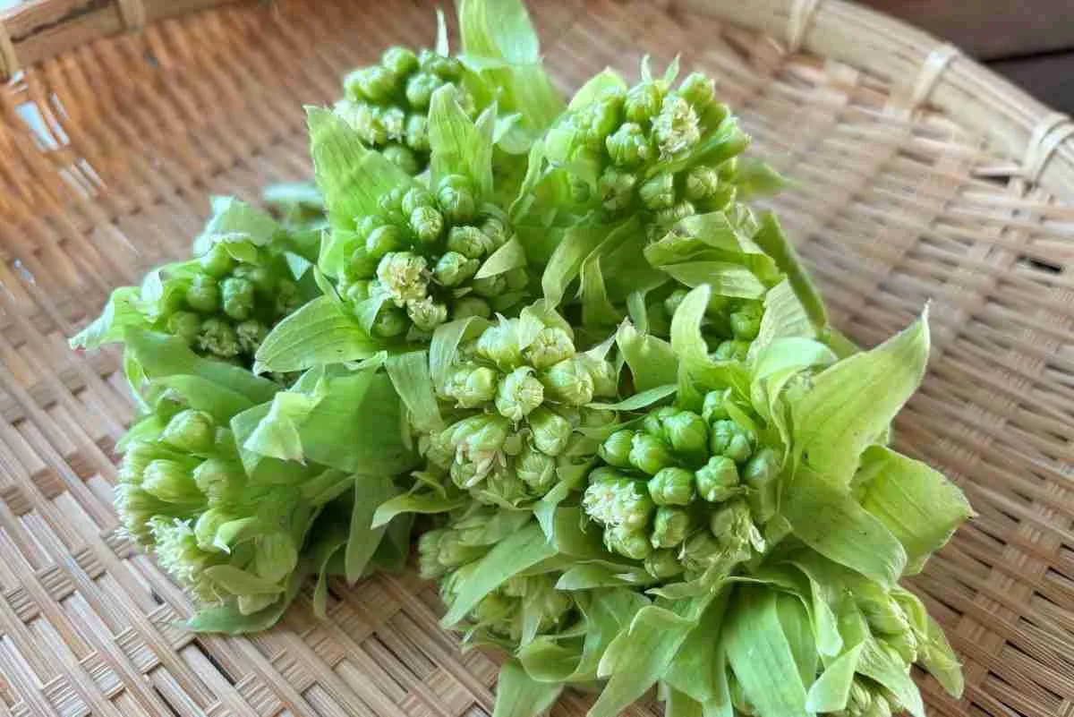 箕面かやの｜JA産直市場で「ふきのとう」を見つけた！菜の花など春を告げる野菜が並ぶ