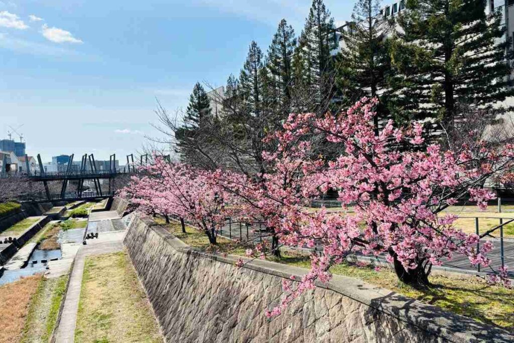 みのおキューズモール河津桜