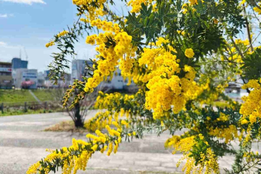 木戸ケ池緑地ミモザの木
