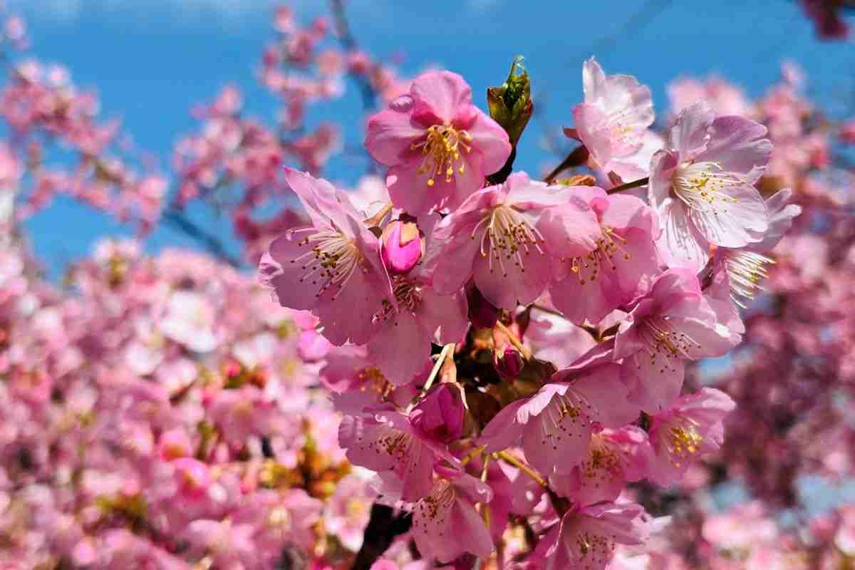 箕面かやの｜ちょうど見頃！ピンク色の河津桜の下をぶらぶらお散歩してきたよ！