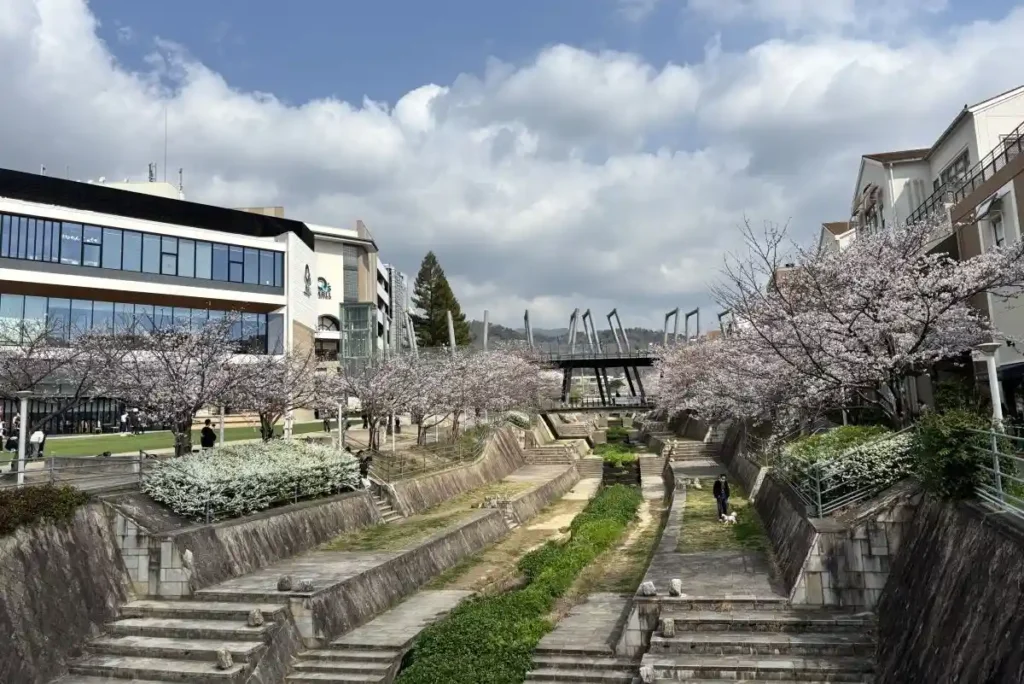 木戸ケ池～せせらぎ公園
桜の散歩道　かやの広場付近