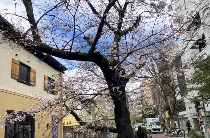 2026年3月26日の木屋町の桜