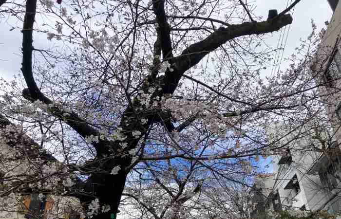 2026年3月26日の木屋町の桜2