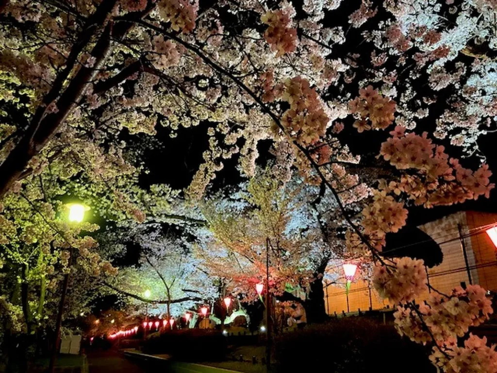 柴島浄水場　桜の通り抜けライトアップ夜