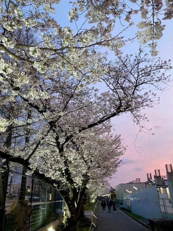柴島浄水場　桜の通り抜けライトアップ夕方の様子