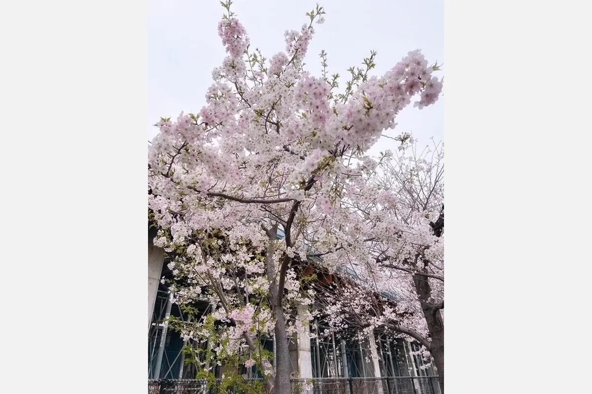 東淀川区・柴島浄水場で「桜並木通り抜け」開催。ライトアップも