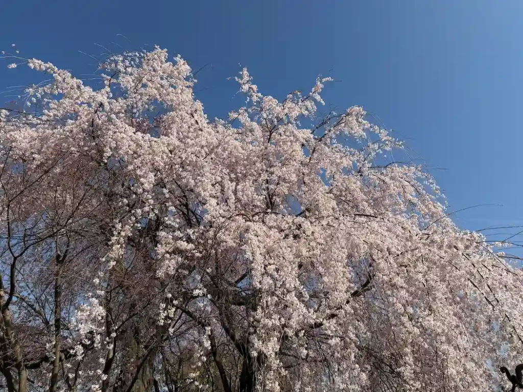 円山公園のしだれ桜