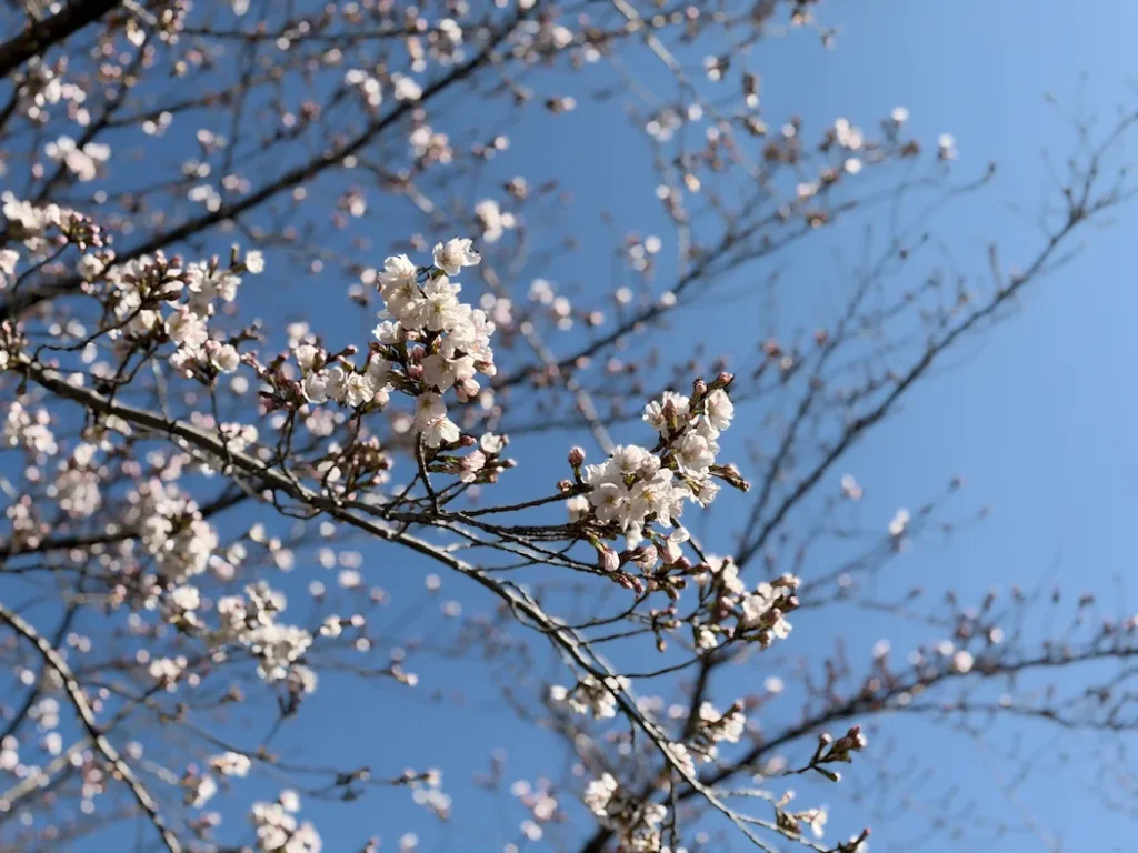 円山公園の桜