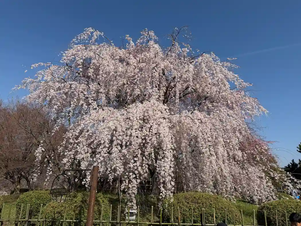 【3/27】京都・円山公園のしだれ桜が満開！ライトアップも4/8まで開催中