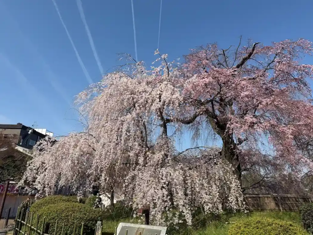 円山公園のしだれ桜