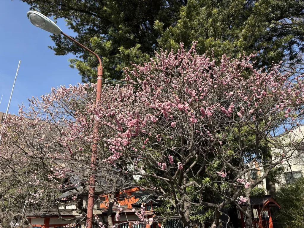 松山神社　境内の梅